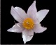 Anemone