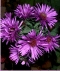 Aster 2237