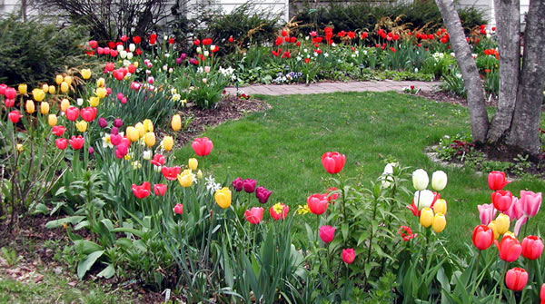 crescent in spring
