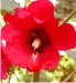 alcea