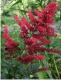 astilbe