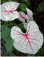 caladium