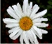 Chrysanthemum 4154