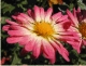 Chrysanthemum 4788
