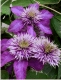 Clematis 4226