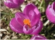 Crocus 263