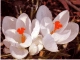 Crocus 307