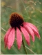 Echinacea s0069d