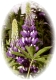 Lupinus 2633