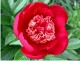 Paeonia 2677