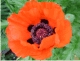 Papaver 655