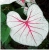 caladium