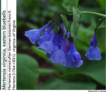 mertensia.jpg